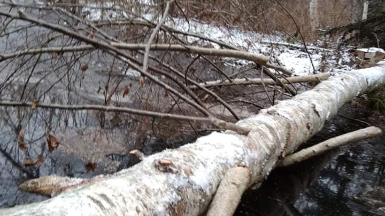 Wyciągnięcie połamanego drzewa ze stawu